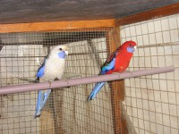 /album/galeria-de-fotos-roselas/tino-175-jpg1/